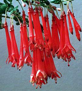F.dependens