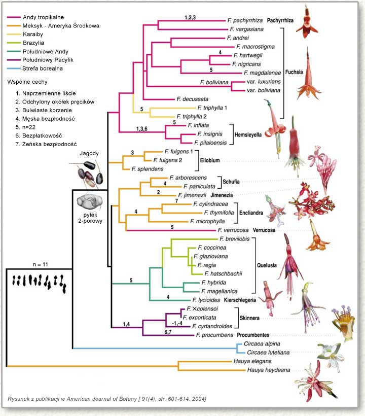 drzewo genealogiczne fuksji