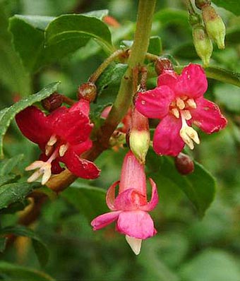 F. encliandra ssp. encliandra