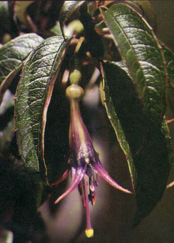 F. excorticata