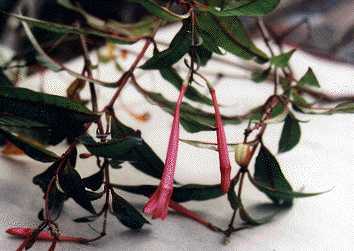 F. ferreyrae