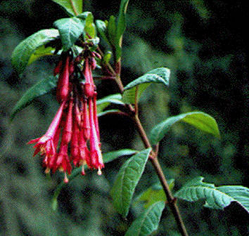F. fontinalis