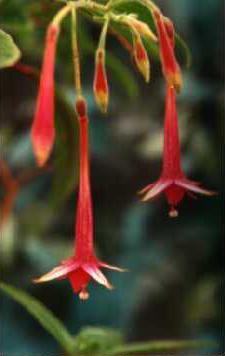 F. furfuracea