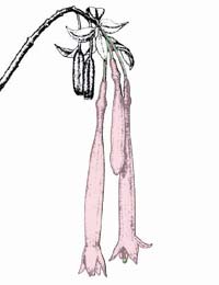 F. garleppiana