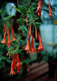 F. gehrigeri
