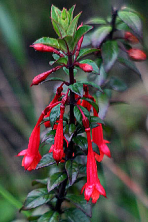 F. harlingii