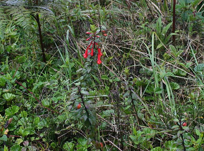 F. harlingii