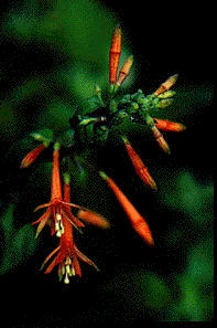 F. hartwegii