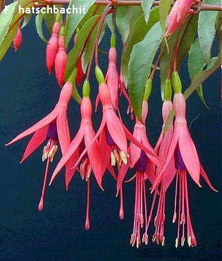 F. hatschbachii