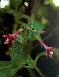 F. hirtella