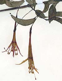F. garleppiana