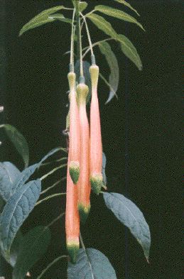 F. inflata