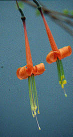 F. insignis
