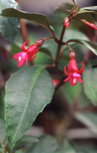 F. jimenezii