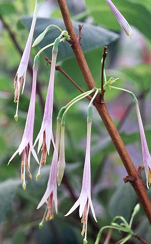 F. juntasensis