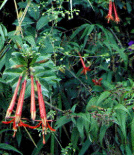 F. llewelynii