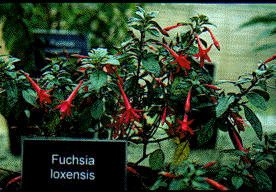 F. loxensis