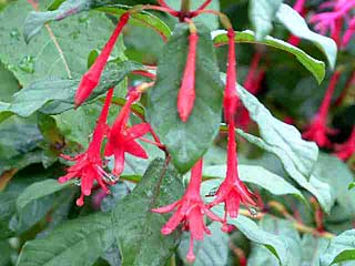 F. loxensis