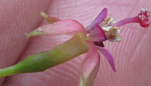 F. lycioides (forma żeńska)