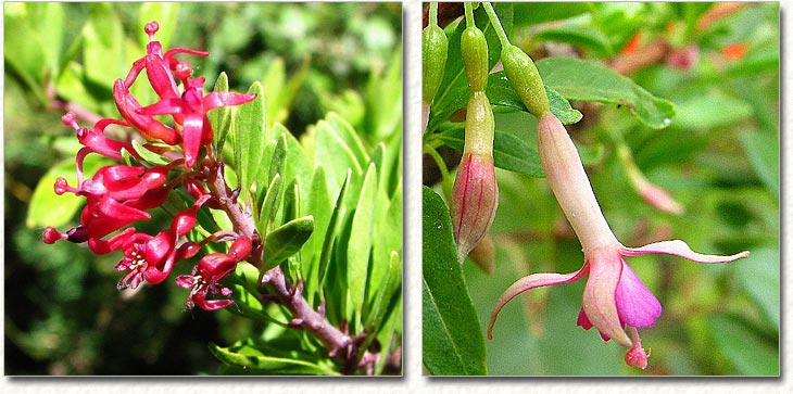 F. lycioides - kolory