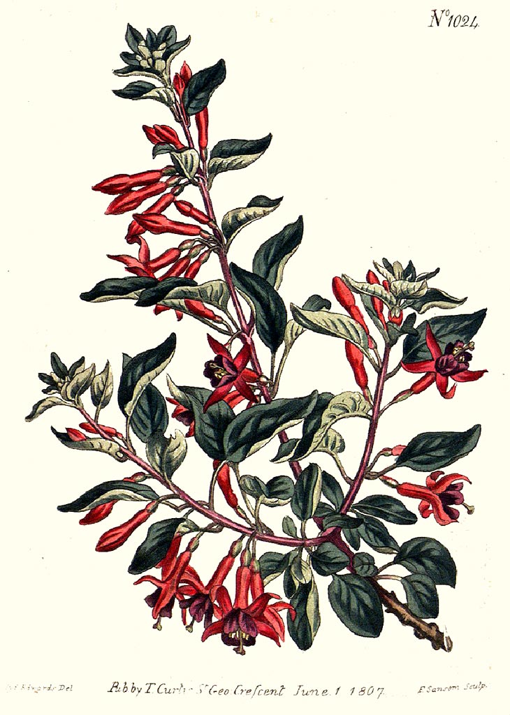 F. lycioides