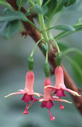 F. lycioides