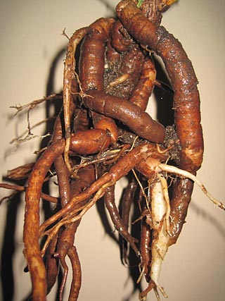 korzenie F. lycioides