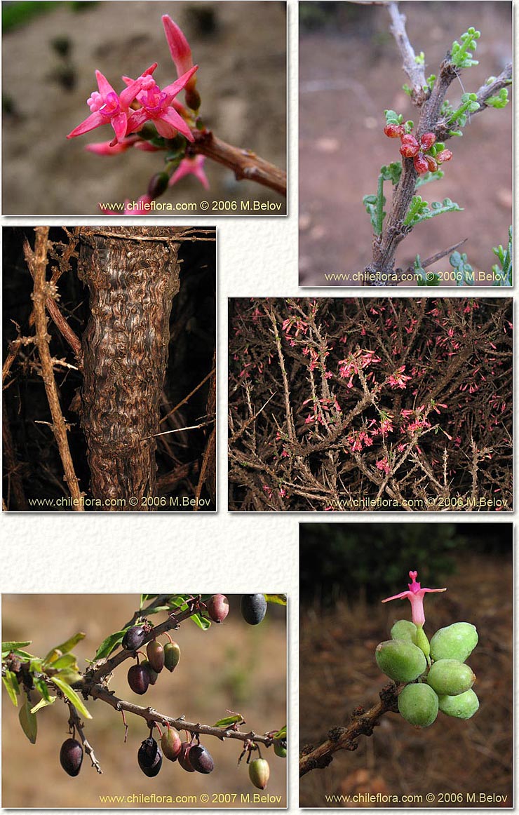 F. lycioides