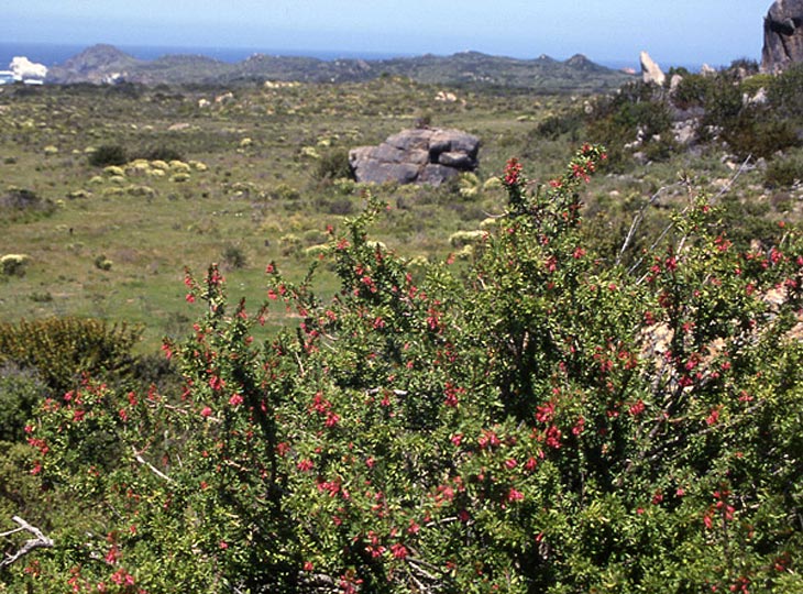F. lycioides