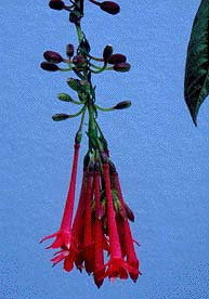 F.macropetala
