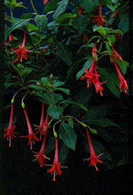 F. macrophylla
