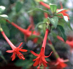 F. macrophylla