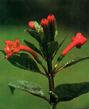 F. macrostigma