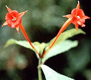 F. macrostigma