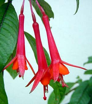 F. macrostigma var. grandiflora
