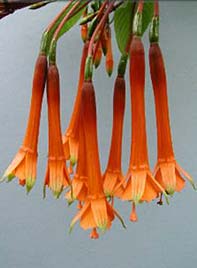 F. magdalenae
