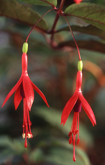 F. magellanica