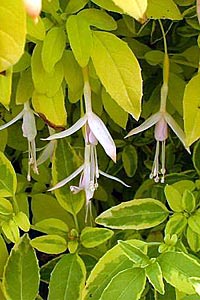 F. magellanica var. alba aureovariegata