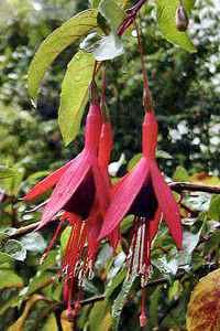 F. magellanica var. conica