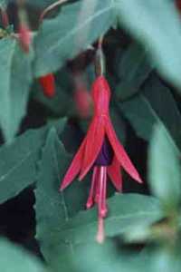 F. magellanica var. discolor