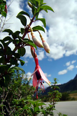 F. magellanica var. eburnea