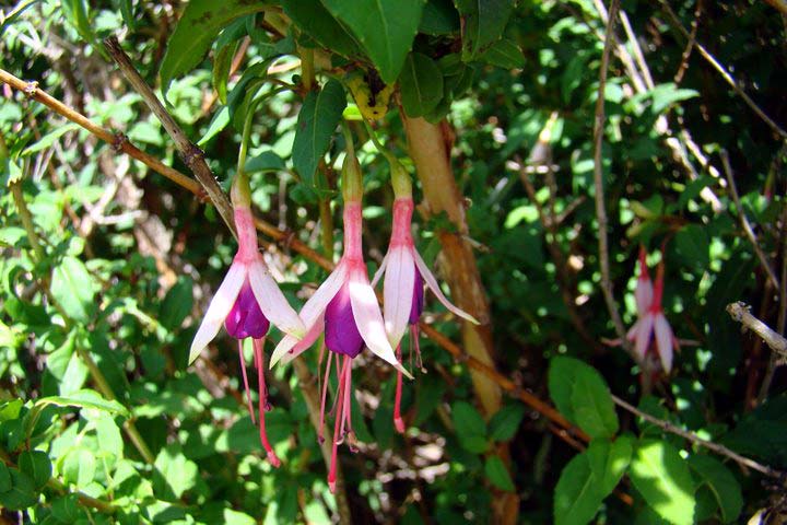 F. magellanica var. alba variegata
