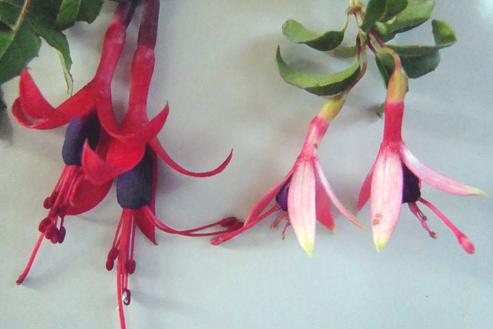 F. magellanica var. eburnea