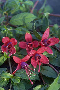 F. magellanica var. globosa