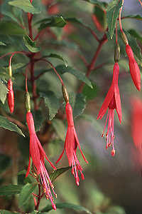 F. magellanica var. gracilis