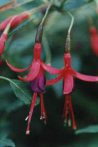 F. magellanica var. macrostemma