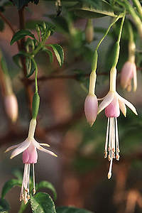 F. magellanica var. molinae
