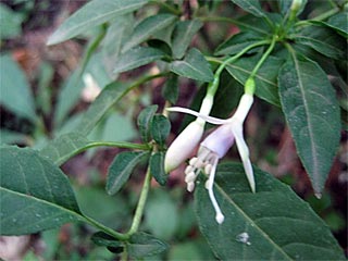 F. magellanica var. molinae