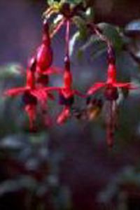 F. magellanica "Riccartonii"