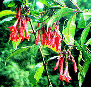 F. mathewsii